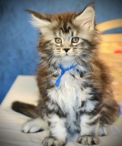Blue Ribbon– Silver Tabby Male Maine Coon Kitten (Available)