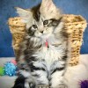 Red Rose- Silver Female Maine Coon Kitten (Available)