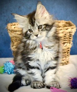 Red Rose- Silver Female Maine Coon Kitten (Available)