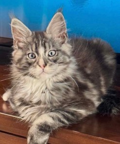 Mask Maine Coon Black Silver Blue Eyes Male/ (available) 15 IMG 1033