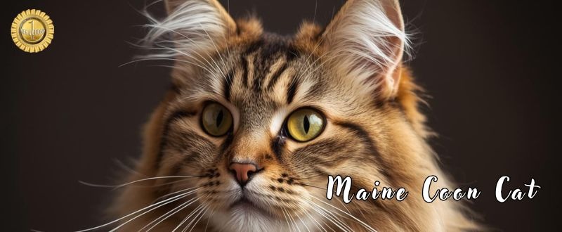 maine coon cat
