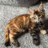 Red Maine Coon with Blue Eyes Female Kitten/ available 2 Messenger creation 0E0587C5 4433 4E8A B433 A1DB2D40A497