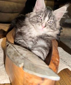 Mask Maine Coon Black Silver Blue Eyes Male/ (available) 25 Messenger creation 19393BD4 BC65 4B57 9DD6 BE9CF30D0D72