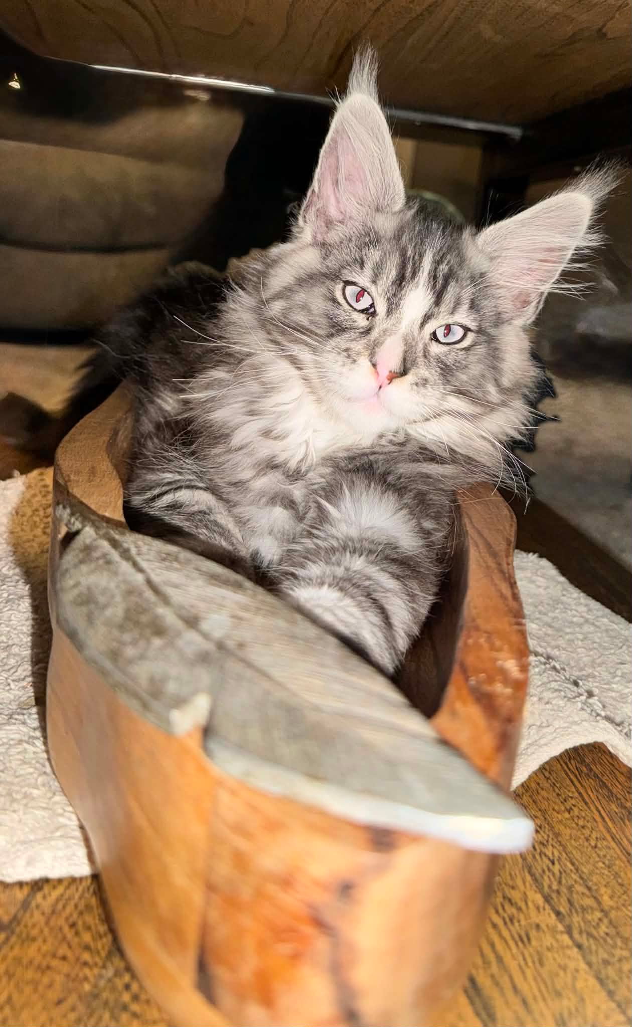 Mask Maine Coon Black Silver Blue Eyes Male/ (available) 14 Messenger creation 19393BD4 BC65 4B57 9DD6 BE9CF30D0D72