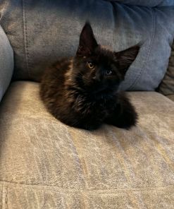 Walfe – Black Smoke Male Maine Coon Kitten /SOLD 16 Messenger creation 30699928 79CC 455B A1D7 4A824A4B5F06 2