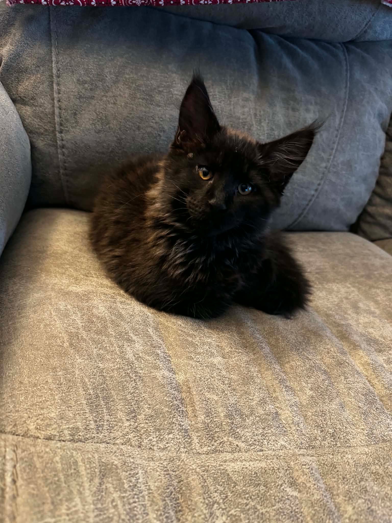 Walfe – Black Smoke Male Maine Coon Kitten /SOLD 7 Messenger creation 30699928 79CC 455B A1D7 4A824A4B5F06 2