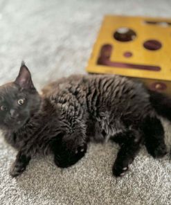 Walfe – Black Smoke Male Maine Coon Kitten /SOLD 18 Messenger creation 3ECF1781 CFE8 48FD 87C8 308EDC955CA3