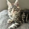 Mask Maine Coon Black Silver Blue Eyes Male/ (available)