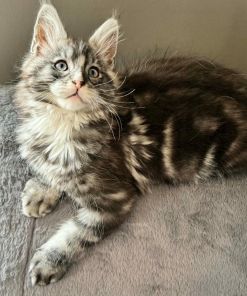 Mask Maine Coon Black Silver Blue Eyes Male/ (available) 16 Messenger creation 5AE628A5 EE40 487B BE5D D1D5E71595E6