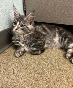 Mask Maine Coon Black Silver Blue Eyes Male/ (available) 21 Messenger creation 73AF0B1B 30AA 4DFD 8967 31FD0741C2BC