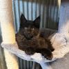 Walfe – Black Smoke Male Maine Coon Kitten (Available) 1 Messenger creation 7DD05E26 88B7 405D 9874 19E6A9C09377 1