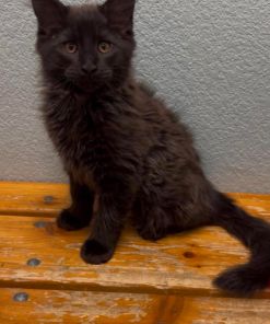 Walfe – Black Smoke Male Maine Coon Kitten /SOLD 13 Messenger creation 84CA3A6F 0DC0 458C 9356 B2D7DA9D7180 1