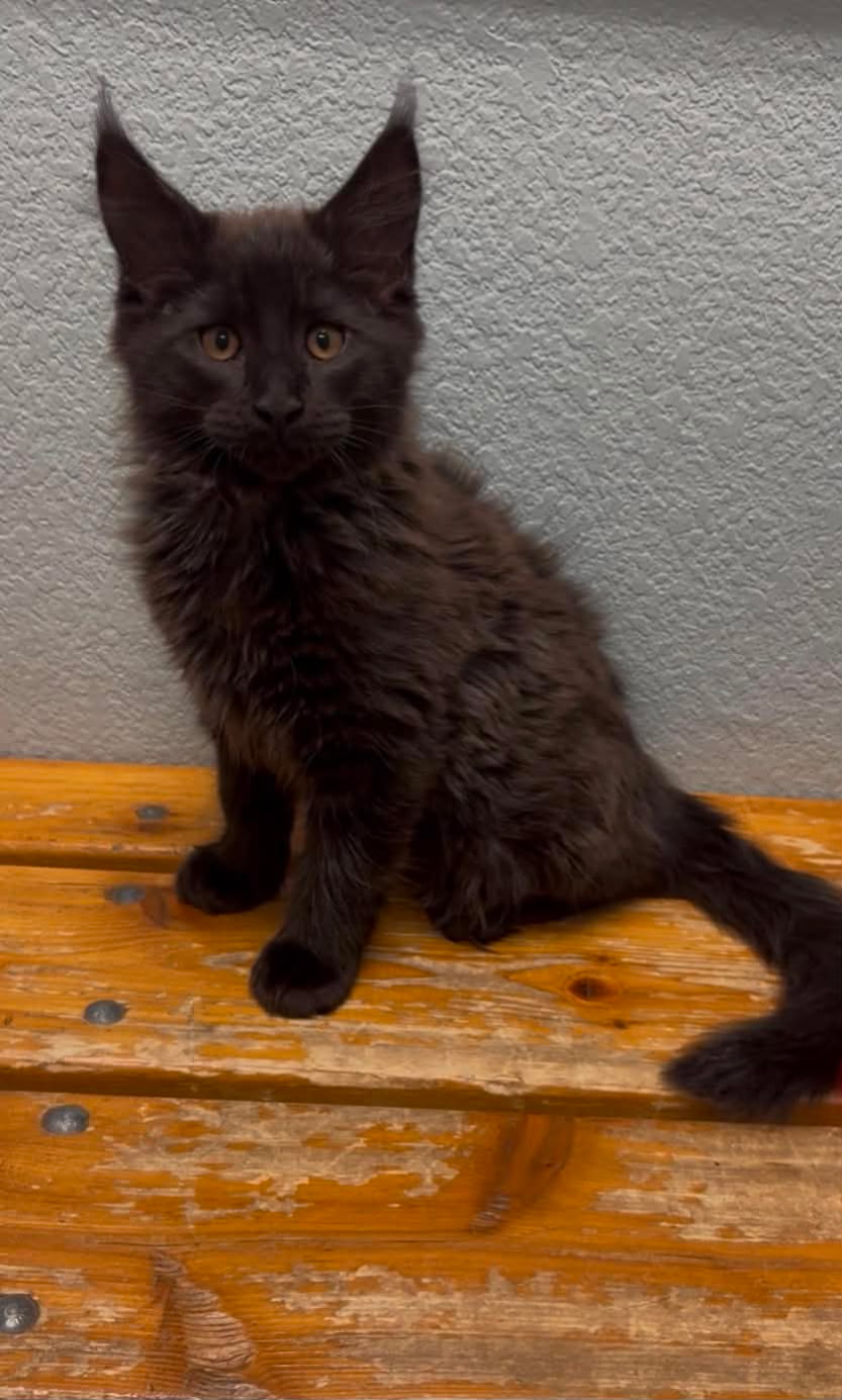 Walfe – Black Smoke Male Maine Coon Kitten /SOLD 4 Messenger creation 84CA3A6F 0DC0 458C 9356 B2D7DA9D7180 1