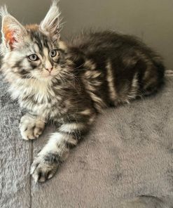 Mask Maine Coon Black Silver Blue Eyes Male/ (available) 19 Messenger creation 97F07DCA 18A4 4BCB 9170 ED6D8C9FBC66