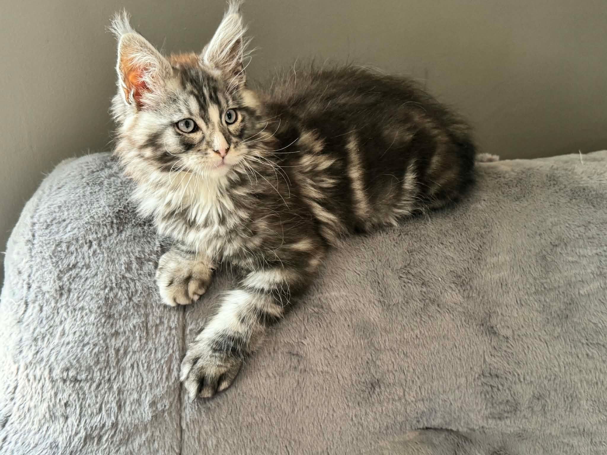 Mask Maine Coon Black Silver Blue Eyes Male/ (available) 8 Messenger creation 97F07DCA 18A4 4BCB 9170 ED6D8C9FBC66