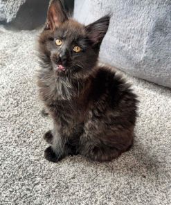 Walfe – Black Smoke Male Maine Coon Kitten /SOLD 17 Messenger creation 9EAE385B AE99 4F7E A80D 9F5C12BC4C01