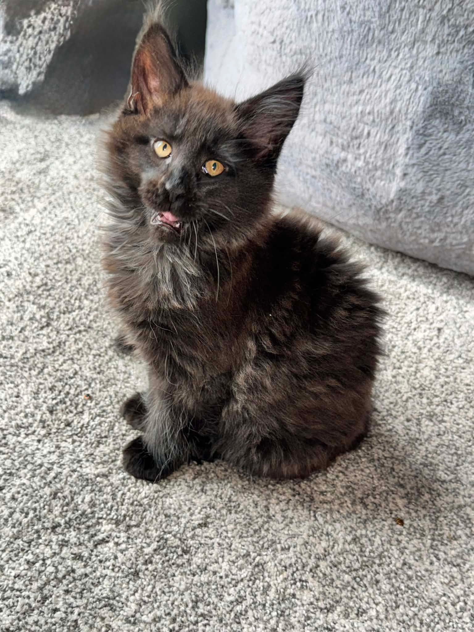 Walfe – Black Smoke Male Maine Coon Kitten /SOLD 8 Messenger creation 9EAE385B AE99 4F7E A80D 9F5C12BC4C01