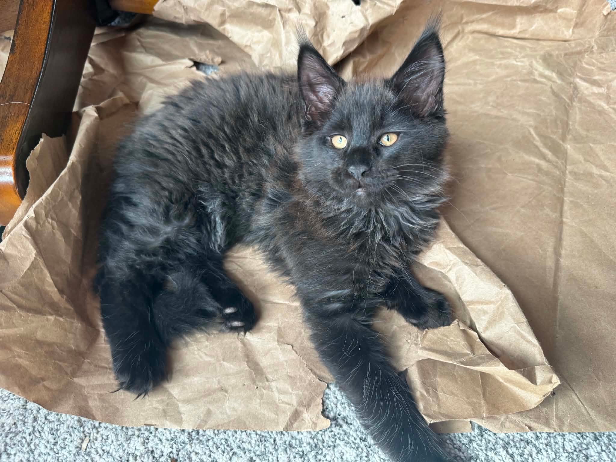Walfe – Black Smoke Male Maine Coon Kitten /SOLD 12 Messenger creation D7B3B6AC FDD9 4EF0 9BBB A60DF91966EE