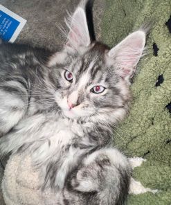 Mask Maine Coon Black Silver Blue Eyes Male/ (available) 24 Messenger creation DBE0ADBE D767 4B47 AD24 71ABFAF38152 2