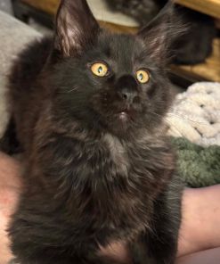 Walfe – Black Smoke Male Maine Coon Kitten /SOLD 20 Messenger creation DD967A65 00D0 4B66 B498 BE8B44ED1727 1