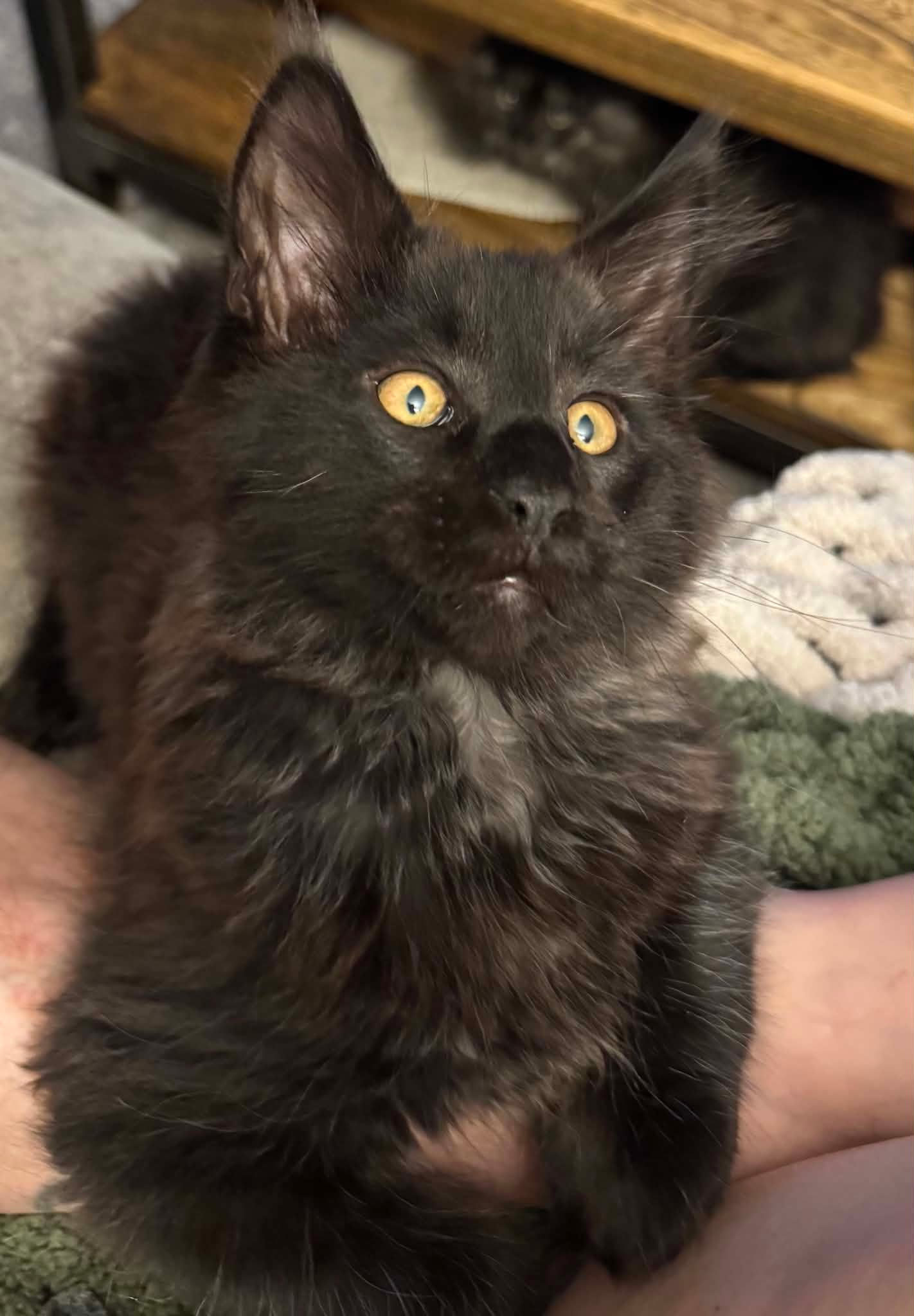Walfe – Black Smoke Male Maine Coon Kitten /SOLD 11 Messenger creation DD967A65 00D0 4B66 B498 BE8B44ED1727 1
